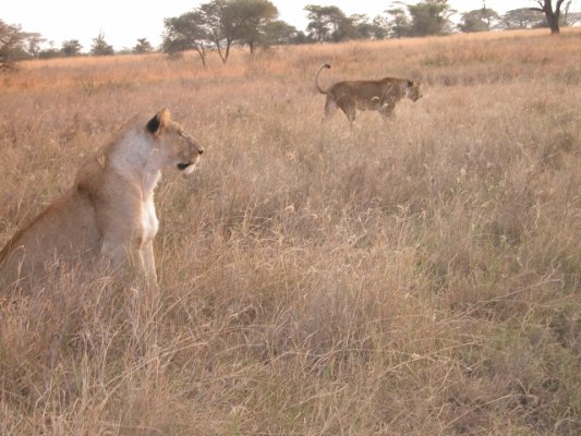 Why Do Lions Roar? | Safari Secrets SS-001